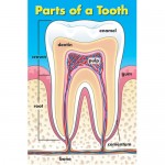 Healthy Teeth Bulletin Board Set - Carson Dellosa - BabyOnline HK