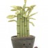 Jellycat - Amuseable Potted Bamboo