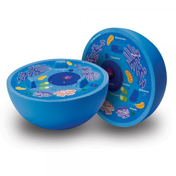 Cross-Section Animal Cell Model - Learning Resources - BabyOnline HK