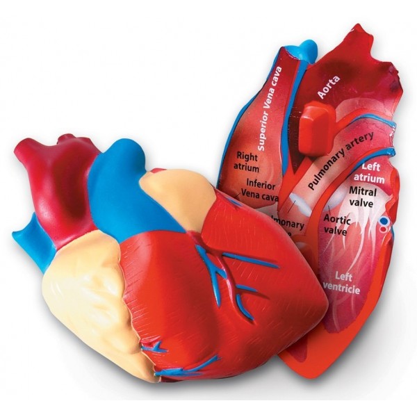 Cross-Section Heart Model - Learning Resources - BabyOnline HK