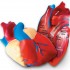 Cross-Section Heart Model