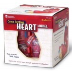 Cross-Section Heart Model - Learning Resources - BabyOnline HK