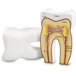 Cross-Section Tooth Model - Learning Resources - BabyOnline HK