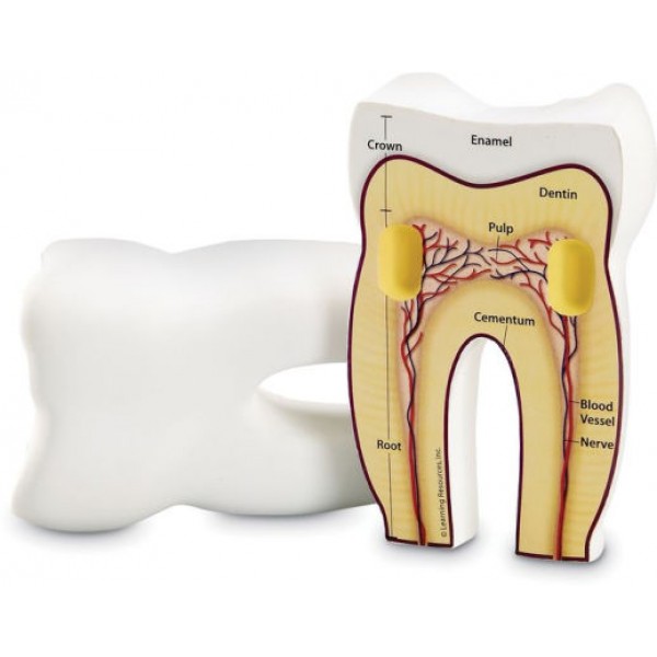 Cross-Section Tooth Model - Learning Resources - BabyOnline HK