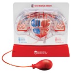 Pumping Heart Model - Learning Resources - BabyOnline HK