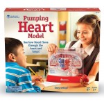 Pumping Heart Model - Learning Resources - BabyOnline HK