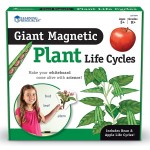 Giant Magnetic - Plant Life Cycles - Learning Resources - BabyOnline HK