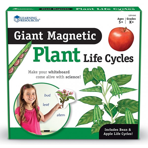 Giant Magnetic - Plant Life Cycles - Learning Resources - BabyOnline HK