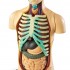 解剖模型 - 人體