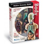 Anatomy Model - Human Body - Learning Resources - BabyOnline HK