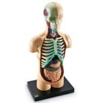 Anatomy Model - Human Body - Learning Resources - BabyOnline HK