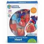 Human Anatomy Model - Heart - Learning Resources - BabyOnline HK