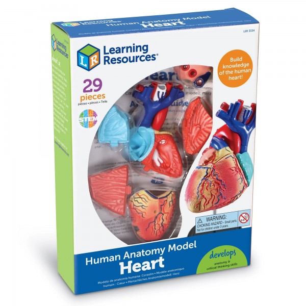 人體解剖模型 - 心臟 - Learning Resources - BabyOnline HK