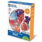 人體解剖模型 - 心臟 - Learning Resources - BabyOnline HK