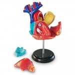 Human Anatomy Model - Heart - Learning Resources - BabyOnline HK