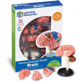 Human Anatomy Model - Brain