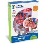 Human Anatomy Model - Brain - Learning Resources - BabyOnline HK