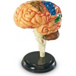 Human Anatomy Model - Brain - Learning Resources - BabyOnline HK