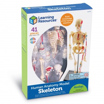 人體解剖模型 - 骨骼