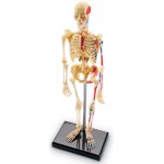 Human Anatomy Model - Skeleton - Learning Resources - BabyOnline HK