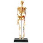 Human Anatomy Model - Skeleton - Learning Resources - BabyOnline HK