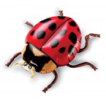 Giant Inflatable Insects - Learning Resources - BabyOnline HK
