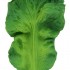 Chewable Teething Toy - Kendall the Kale