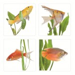 Smooth Tile Decoration - Freshwater Fishes - Plage - BabyOnline HK