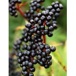 Black Elderberry Original Formula 230ml (USA) - Sambucol - BabyOnline HK