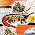 Uncover A Crocodile - Silver Dolphin - BabyOnline HK