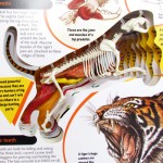 Uncover A Tiger - Silver Dolphin - BabyOnline HK