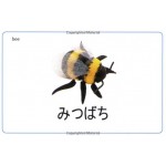 Everyday Words Japanese Flashcards - Usborne - BabyOnline HK